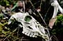 A skull