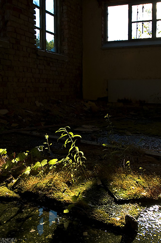 Indoor plants