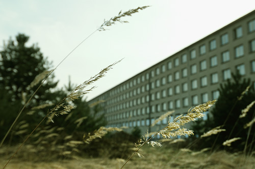 Yesteryear's weeds have grown taller than the buildings