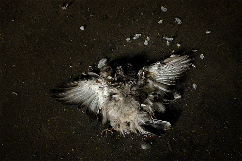 Pigeon like stopped in the midst of flight