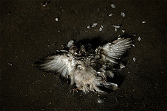 Pigeon like stopped in the midst of flight