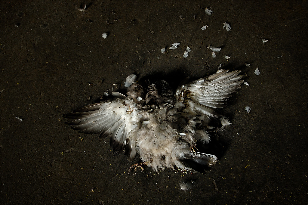 Pigeon like stopped in the midst of flight