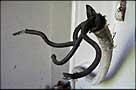 Electrical wire