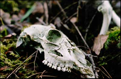 Skull