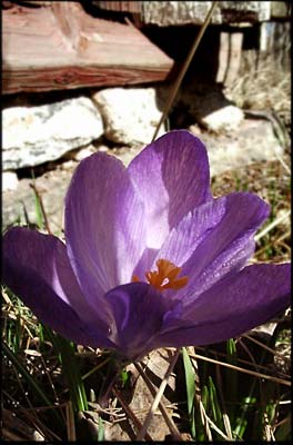 Springtime!