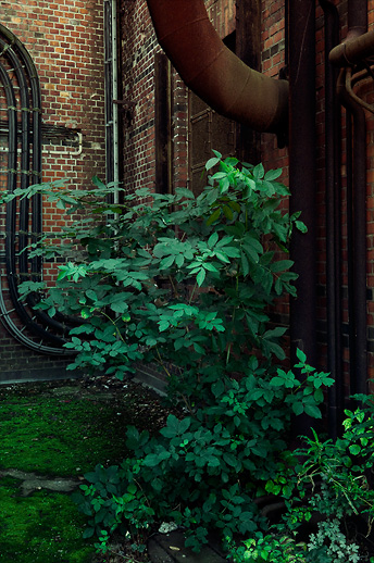 Industrial garden at Jordberga sockerbruk. Skåne, Sweden. August 2008.