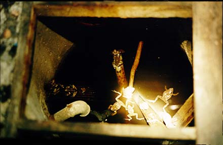 Frogs!
