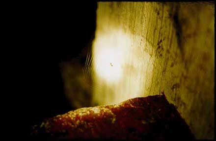 A spider